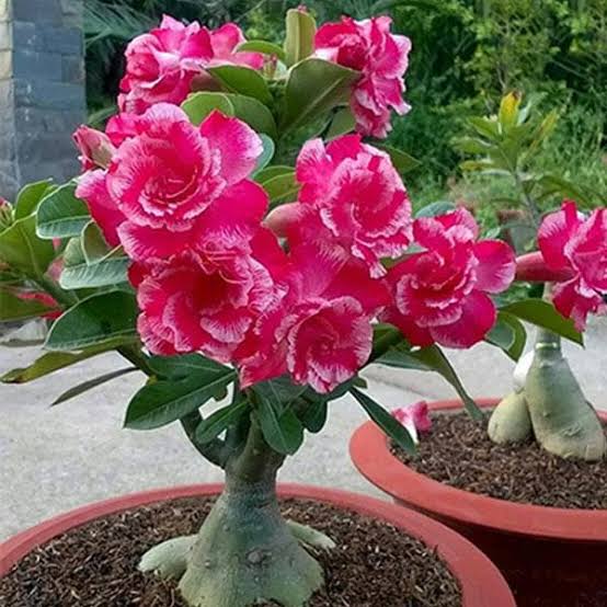Desert Rose