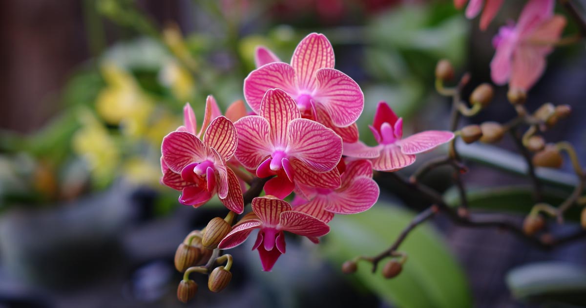 Orchid